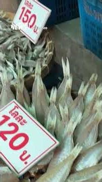 "Green fuel" prices soar, increasing costs for fishing vessels; seafood prices may rise as well |...