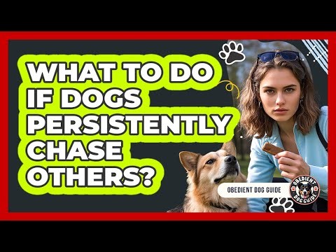What To Do If Dogs Persistently Chase Others?