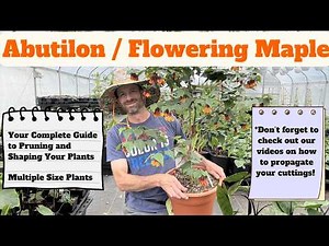 Pruning and Shaping Abutilons (Flowering Maples)