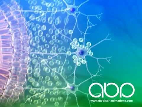 Fetal Brain Development