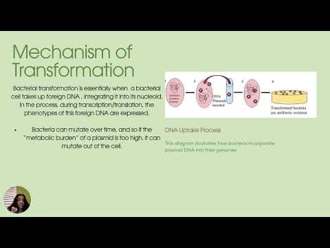 Science Ambassadors Lecture: Bacterial Transformation