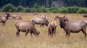 Wolves were once an option to reduce Rocky Mountain National Park's popular elk herd