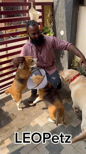 2-year-old Labrador and Beagle enjoying energetic playtime together🐶 #labrador #beagle #grooming