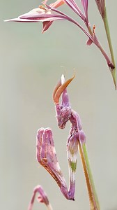 20K views · 724 reactions | Conehead Mantis  The Alien-Like Mantis! | 1 Minute Animals Prepare to be amazed! This mantis is unlike any other. Its bizarre, cone-shaped head will leave you speechless. Discover the incredible adaptations of this alien-like creature and learn why it's one of the most fascinating insects on Earth. #ConeheadMantis #Mantis #PrayingMantis #Insects #Insect | 1 Minute Animals | Facebook