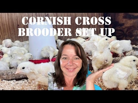 How to set up your chick brooder || Meat Chickens for Beginners
