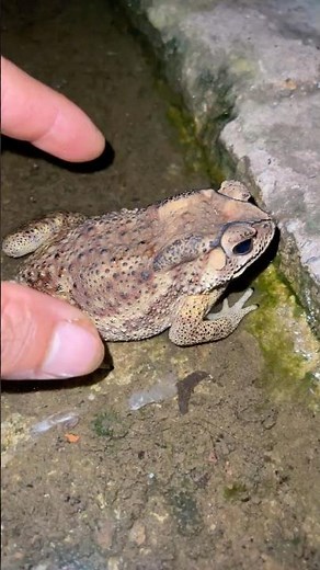 You Can't Stop Laughing at These Funny Frogs and Toads