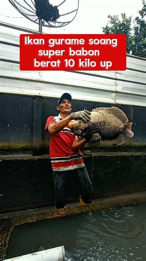 Ikan gurame soang super jumbo #guramesoang #budidayagurame