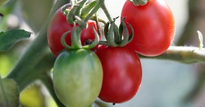 Tomater i drivhus | Sådan dyrker du dine egne tomatplanter