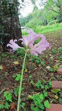 【絶景】夏の終わりを告げる、幻のオレンジ色の花｜あけぼの山農業公園のキツネノカミソリ 2025 08 17