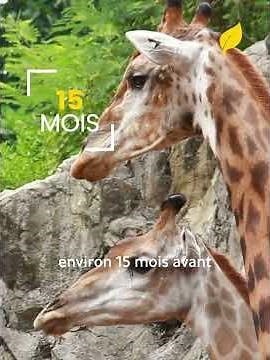 GIRAFE : Le Gratte-Ciel Vivant de la Savane ! 🦒 (Un Miracle de l'Ingénierie Naturelle) #NATURÆ