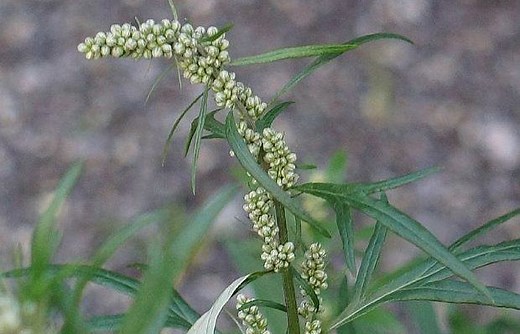 Mugwort – Health Benefits and Side Effects