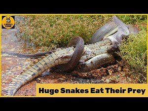 Top 10 Moments When Huge Snakes Eat Their Prey That Will Make You Cringe