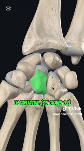 L’anatomie de la main (L’ostéologie = الهيكل العظمي) #medical #medicine #santé #explore #foruyou #for #vrial_video