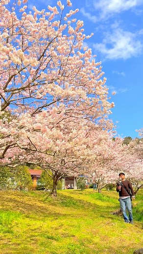 神奈川県の森と水の公園の春めき桜 📲2024/3/18 Harumeki-zakura cherry blossoms at Mori-to-mizu-no-koen park in Kanagawa prefecture. #花 #japan #flowers | 1minute traveller