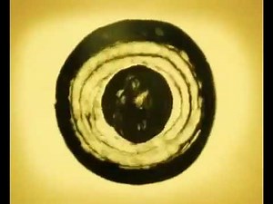 Lullabies from Around the World - Sephardi Jews