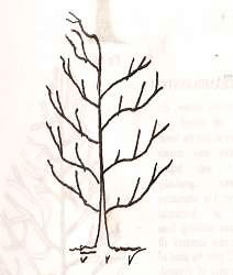 Training & Pruning - Horticulture Guruji