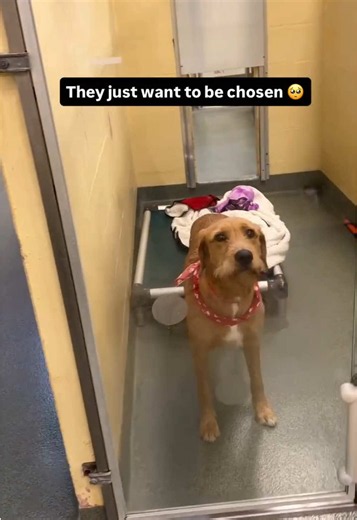 Adopt or Help: Meet Shelter Dogs Waiting at Humane Society of Broward