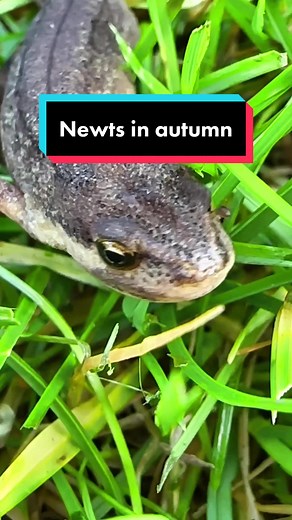 Do you have newts in your garden? In Autumn juvenile newts should have left the pond, so you might see them in your gardens even if you don’t have a water source. They’re going to start hunting for juicy insects like slugs and spiders in preparation for winter so they’re a great addition to the garden. #gardening #gardeningtiktok #gardentok #amphibian #autumn