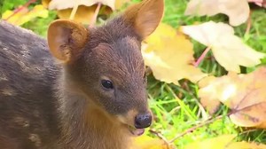 Baby pudu charms visitors at German zoo