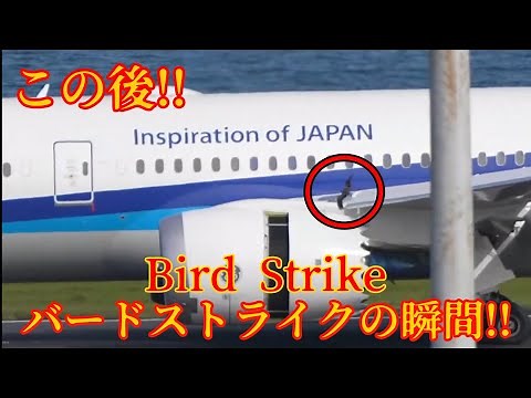 バードストライクの瞬間！！[Bird Strike] Tokyo International Airport Haneda 羽田空港 '25/11/4