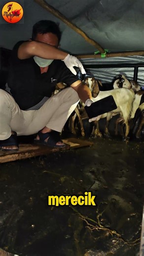 At Night, Livestock in the Village Continues to Unload 39 Goats with the Veterinarian