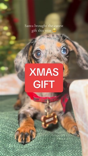 What a sweet baby 🥺 #househardy #dachshund #puppy #minidachshund #christmasmorning