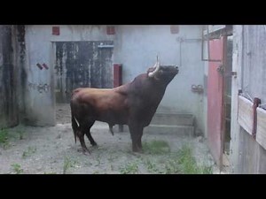 Débarquement Corrida Baltasar Iban