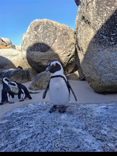 Meeting Penguins on the Beach in South Africa