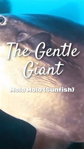The Gentle Giant of the Ocean | Meet the Incredible Mola Mola 🌊