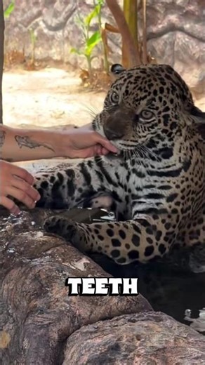 A Leopard Treats This Man Like Its Best Friend
