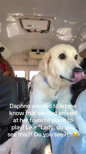 Daphne wanted to let me know that we had arrived at her favorite place to play! Like “Lady, do you see this?! Do you see?!” 😂 #dogbus #happydog