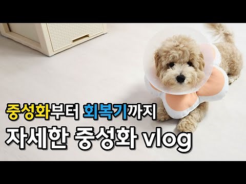 6 month old male dog neutering surgery vlog/Maltipoo neutering