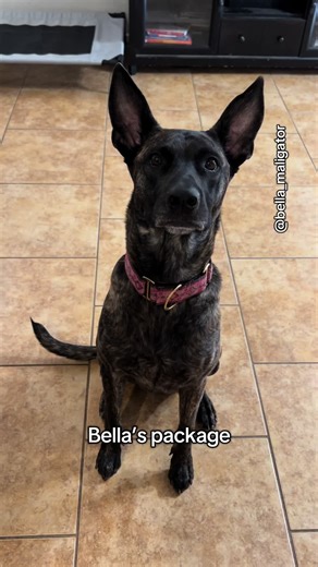 Thank you Carrie, love my yummy chews | carrie gives louise a bag