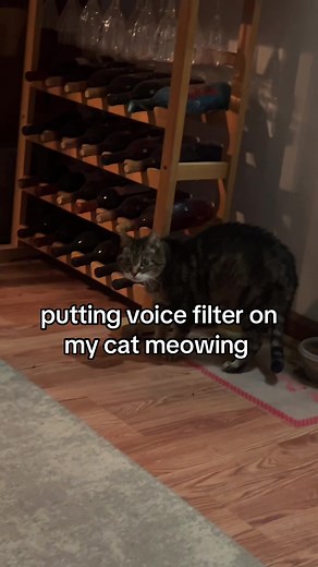Funny Cat Voice Filters & Effects on TikTok