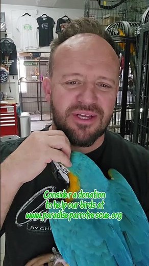 Blue and Gold Macaw is available for adoption here at Paradise Parrot Rescue in Tucson Az!