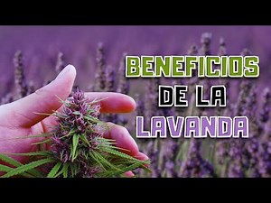 TERPENO LINALOOL | ¿Qué es y cómo funciona?
