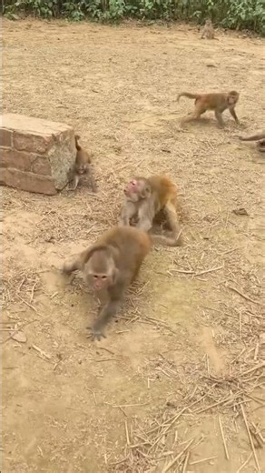 monkey animation 🐒#shorts