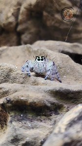 55K views · 869 reactions | Tōshirō x Mikasa 﫶 Isang matakaw, isang diet藍 ⚠️Viewers Discretion is Advised⚠️ @top fans #theexoshort #theexoshortofficial #exoticpetofexo #hyllusdiardi #SpinyFlowerMantis #arachnids #insects #jumpingspider #mantis #Mantids #mikasa #toshiro #fypシ゚ #clips #viralvideoシ #videoreelsシ #reelsvideoシ #trendingreelsvideo #thankyoumgakaexo | The ExoShort Official | Facebook