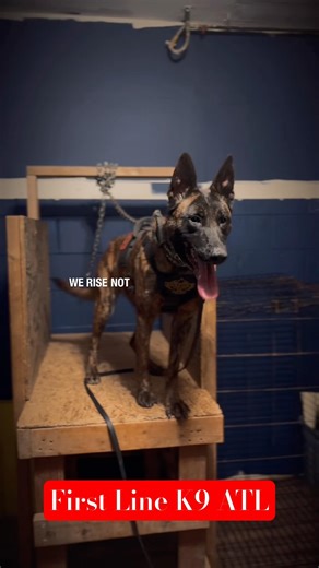 Dutch Shepherd Puppy Protection Training