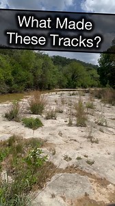 67K views · 693 reactions | In the bed of Bull Creek in Austin, Texas, strange parallel grooves resembling vehicle tracks are etched deep into the solid limestone. Are they remnants of ancient machinery? Wagon trails from pioneers? Or a rare natural formation? These mysterious marks have puzzled locals and sparked wild theories—but the truth may be even more fascinating. #LimestoneMystery #BullCreekTracks | Lost World Museum | Facebook