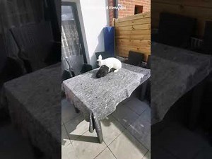 Accouplement de ma femelle avec 3 races differentes