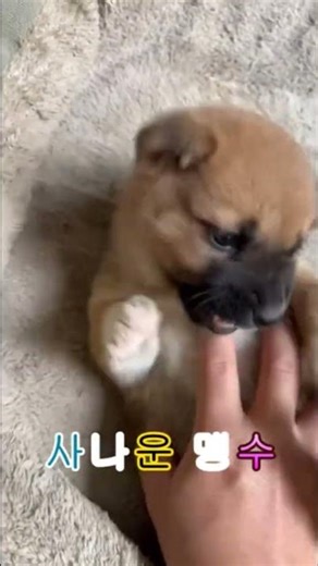 세상에서 제일 용감한 아기멍멍이의 첫 짖음 / Brave Little Puppy’s First Bark