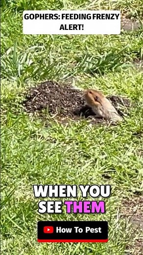 Why Gophers Come OUT of Their Holes 😳 (You Need to Know This) #gopher #gophercontrol #diy