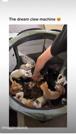 Orange Cat Begging Meme