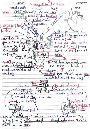 Summary of urinary system | Science With Dr. Mohamed Naser