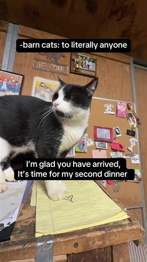 Doc is the real boss around here #kittycatsoftiktok | cat