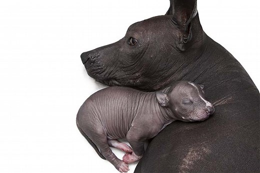 Xoloitzcuintli (Xolo) Puppies For Sale