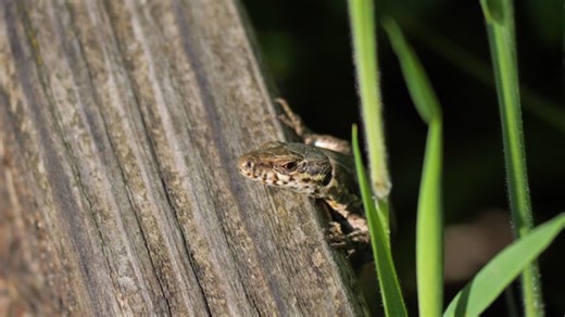 蜥蜴 爬行动物 生物 - Free video on Pixabay