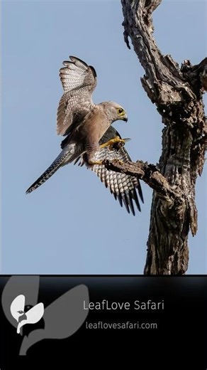 Dickinson’s Kestrel Feeding on a Dung Beetle | Namibia Birding Safari March 2026