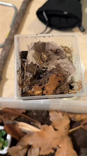 Orange powder isopods 🥹🫶🏼 • • #isopodkeeper #isopodcollection #bioactivesetup #bioactiveenclosure #bioactiveterrarium #cleanupcrew #terrariumlife #isopodlovers #isopodpet #isopodworld #isopodobsessed #isopodgoals #MossAndIsopods #natureinminiature #terrariumvibes | Amik